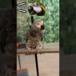 【亡き夫の鳥と生活】コンゴウインコ涙ぐましい自主トレーニング#ペット#ヨウム