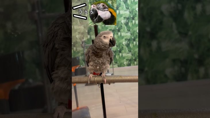 【亡き夫の鳥と生活】コンゴウインコ涙ぐましい自主トレーニング#ペット#ヨウム