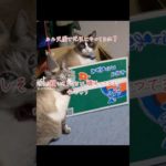天国のルルへ #猫 #ネコ #別れ #ペット #動物 #感動