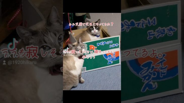 天国のルルへ #猫 #ネコ #別れ #ペット #動物 #感動