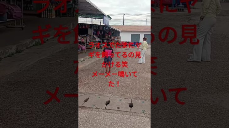 ラオスのペットはヤギ！たまに見かける笑＃ラオス＃ヤギ＃東南アジア＃ペット