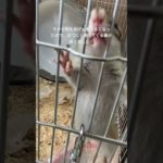 #ペット #ペットの暮らし #リス #リスのいる生活 #シマリスのいる生活 #シマリス #餌付け #可愛い #動物