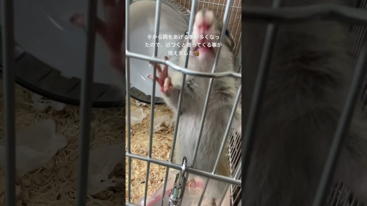 #ペット #ペットの暮らし #リス #リスのいる生活 #シマリスのいる生活 #シマリス #餌付け #可愛い #動物