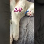 #ねこ　#かわいい　#ペット