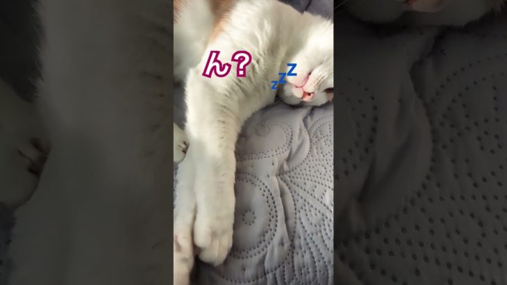 #ねこ　#かわいい　#ペット