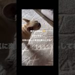 てんかん疑い&頚椎ヘルニアのわんちゃんの改善例　⁡#ペット整体 #ペットマッサージ #犬のいる暮らし #フレンチブルドッグ #気管虚脱 #皮膚病 #パテラ #ヘルニア #腎臓病 #犬の病気 #てんかん