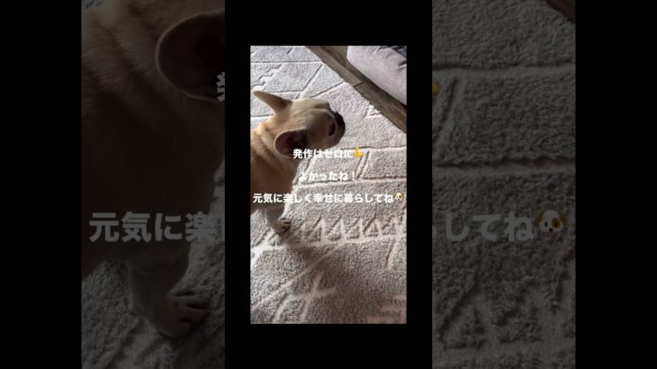 てんかん疑い&頚椎ヘルニアのわんちゃんの改善例　⁡#ペット整体 #ペットマッサージ #犬のいる暮らし #フレンチブルドッグ #気管虚脱 #皮膚病 #パテラ #ヘルニア #腎臓病 #犬の病気 #てんかん