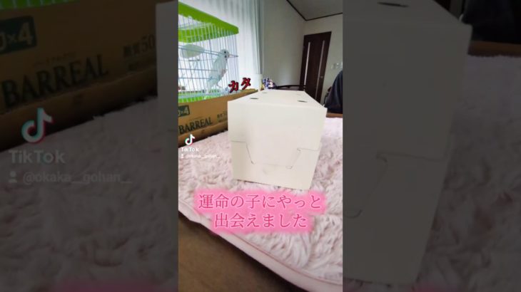 【お迎えペット】ずっと探してたオカメインコのパールパイドのタイプの子に出会えました😭😭😭これはビビッと来てこの子は家にお迎えしなければ…と使命感に襲われた😭😭😭#オカメインコ　#オカメインコお迎え　