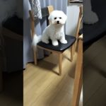 降りれやんくなったあたい。　とうふ　ビションフリーゼ　 #犬 　 #ペット
