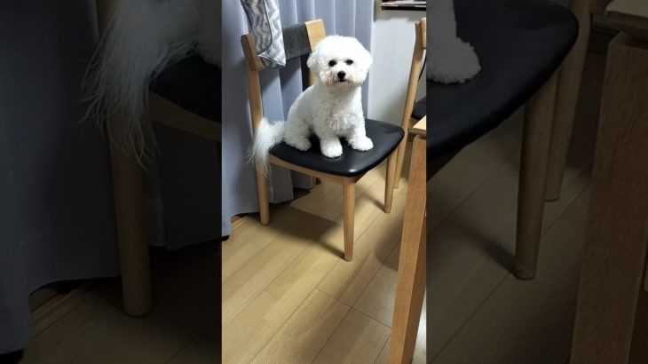 降りれやんくなったあたい。　とうふ　ビションフリーゼ　 #犬 　 #ペット