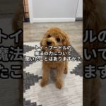 幸運を引き寄せる⁉トイ・プードルの魔力 #犬 #愛犬 #ペット #スピリチュアル