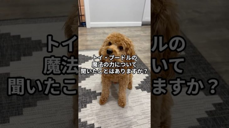 幸運を引き寄せる⁉トイ・プードルの魔力 #犬 #愛犬 #ペット #スピリチュアル