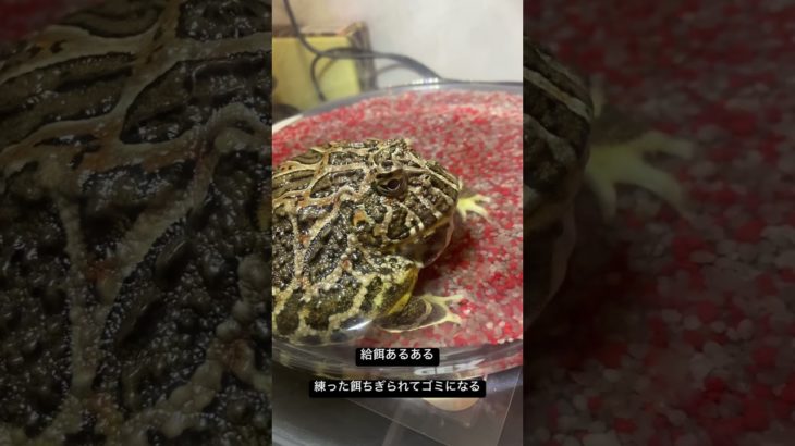 ツノガエルのメロンパン　#カエル#ツノガエル #両生類 #ペット#給餌