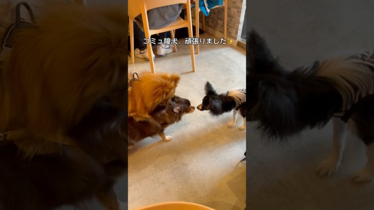 コミュ障犬、お友達できるかな？#犬 #わんこ #子犬 #ペット