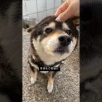 朝のおはぎ　#柴犬 #黒柴 #ペット #犬