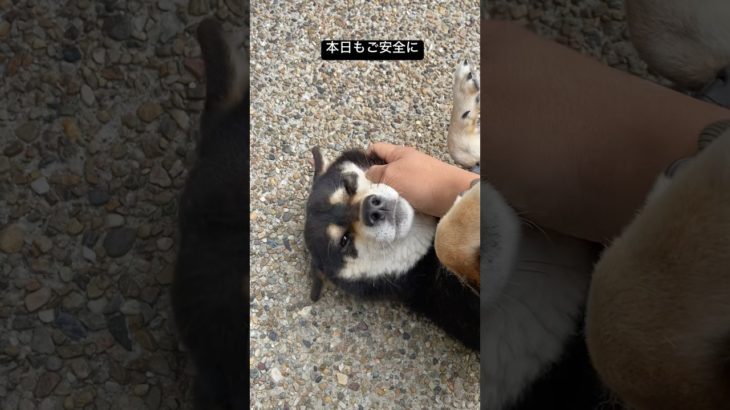 朝のおはぎ　#柴犬 #黒柴 #ペット #犬