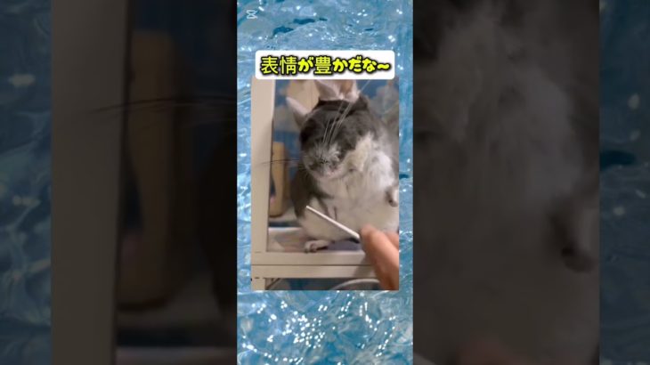 気持ちよさそうシャープ#動物 #チンチラ　#ペット