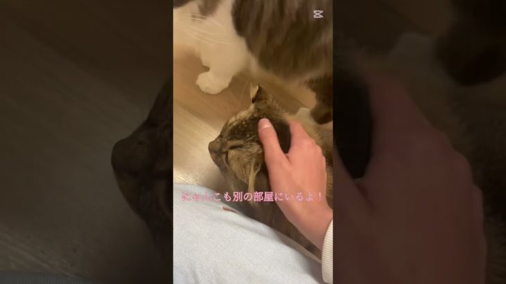 犬カフェ行ってきた✌️ #コスメ #生活音 #メイク #vlog #shorts #shortsfeed #shortsvideo