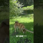 今日は草食系ᜊ•ᴗ•ᜊww  #ペット #柴犬 #いぬのいる生活 #癒し #かわいい #散歩