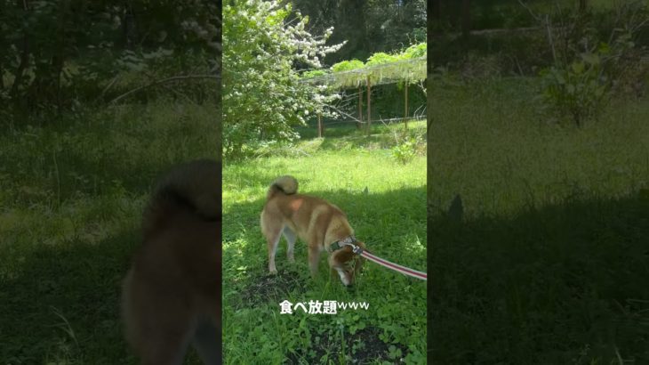 今日は草食系ᜊ•ᴗ•ᜊww  #ペット #柴犬 #いぬのいる生活 #癒し #かわいい #散歩