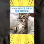 ペットがドクターから言われた衝撃的な言葉www #猫 #犬 #猫動画 #いぬ #可愛い #かわいい #癒し #ペット #動物 #2ch #shorts