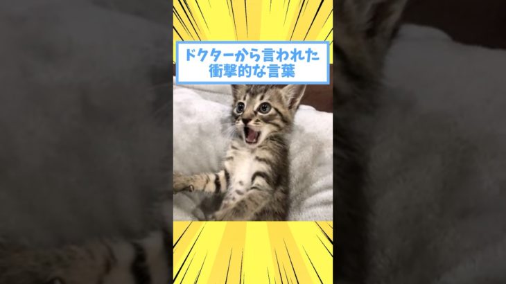 ペットがドクターから言われた衝撃的な言葉www #猫 #犬 #猫動画 #いぬ #可愛い #かわいい #癒し #ペット #動物 #2ch #shorts