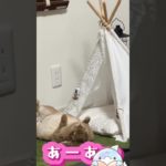ペットのまるちゃん登場です🐰♡いつもはころんくんに関する動画をあげていますが、今日は気分を変えてペット動画にしてみました✨応援お願いします❣️#youtube #youtubeshorts #ペット