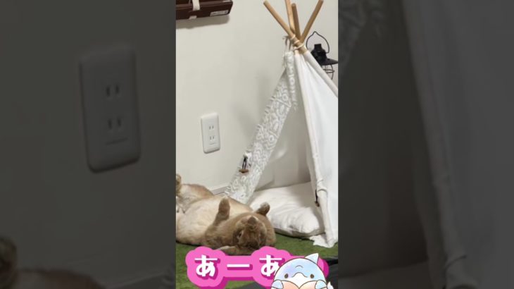 ペットのまるちゃん登場です🐰♡いつもはころんくんに関する動画をあげていますが、今日は気分を変えてペット動画にしてみました✨応援お願いします❣️#youtube #youtubeshorts #ペット