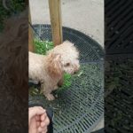 彼の手はきつい匂いだったようです　#ペット系youtuber    #トイプードル