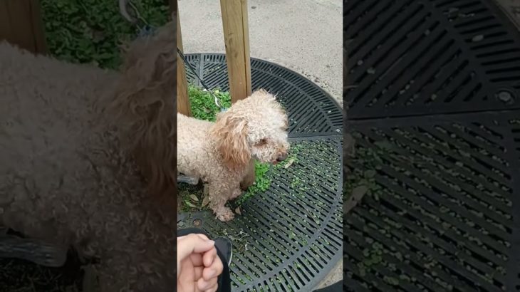 彼の手はきつい匂いだったようです　#ペット系youtuber    #トイプードル