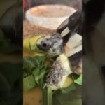 176日目亀ちゃんドアップしたら可愛すぎた‼️ #癒し #ペット