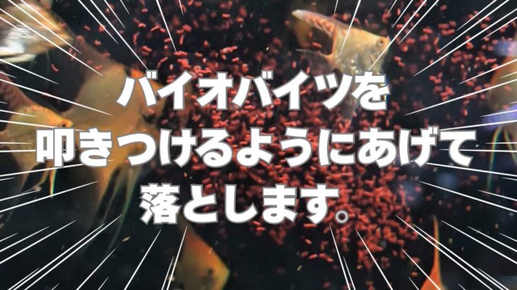 【夏直前！！】ペットバルーンにてアーリーサマーセール開催！！圧巻の1800水槽にてエンゼル・プレコ・コリドラスの餌やりシーンだけは見て帰ってください！！感動もの