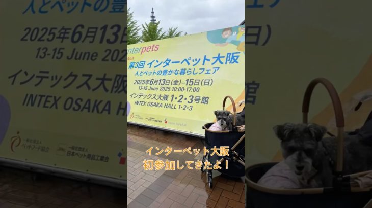 インターペット大阪2025参加してきたよ　#インターペット #インターペット大阪 #ミニチュアシュナウザー #dog #わんことお出かけ #犬のいる生活 #ペット同伴 #犬のいる暮らし