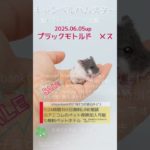 2025.06.05up #キャンベルハムスター ブラックモトルド メス 横浜市のペット専門ネズミブリーダー　お問い合わせ・来店予約はHP、050-5371-8616