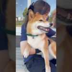 そよ風にあたるハチくん🍃 #20250605おうちホテル#ペットホテル#ケージフリー#静岡県袋井市 #ワンコワークス#大型犬#小型犬#中型犬#犬のいる暮らし#イヌバーシティ