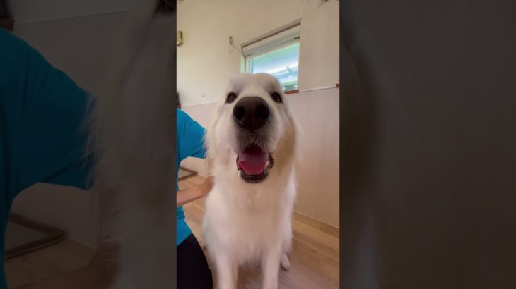 ハッピーちゃんに投げキッス😘💞 #20250627おうちホテル#ペットホテル#ケージフリー#静岡県袋井市 #ワンコワークス#大型犬#小型犬#中型犬#犬のいる暮らし#イヌバーシティ