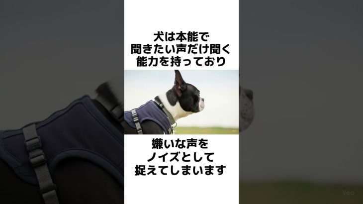 犬が嫌いな人にする行動3選　#犬 #ペット #雑学 #あるある