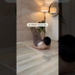 反り腰改善ピラティス3選！！#shorts #ダイエット