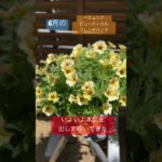 6月のビューティカル。#ペチュニア