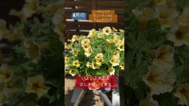 6月のビューティカル。#ペチュニア