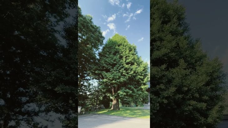 ＃6月5日の大銀杏 ＃青空 ＃ふく ＃ペット ＃犬