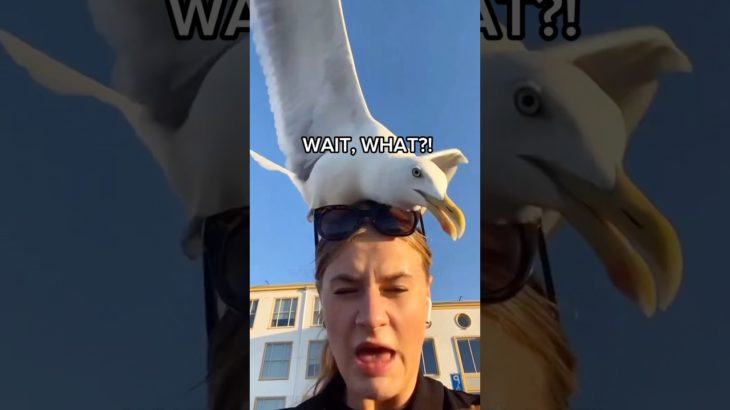 A Special Kind Of Funny Pet Fails 🤭 #funny #funnyanimals #pets #petlover #petportrait