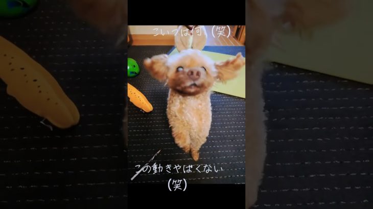 やばいね（笑）＃犬＃ペット＃犬のいる暮らし＃AI