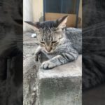 Buen jueves para todos #music #oldies #80smusic #cat #consentidotumascota #pet #cute #kitten #michis