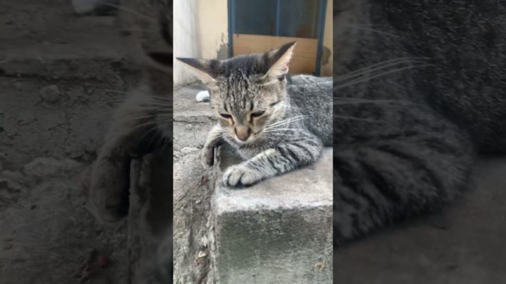 Buen jueves para todos #music #oldies #80smusic #cat #consentidotumascota #pet #cute #kitten #michis