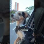 Check List Before Flying With Your Pet | The Pack