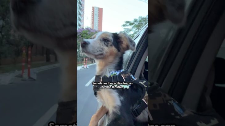 Check List Before Flying With Your Pet | The Pack