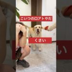 犬はバカなペットじゃないよ。Dogs is very smart animal#pets#fyp#shorts#reels#funny#dog#犬#kenshusei#japan#anjing