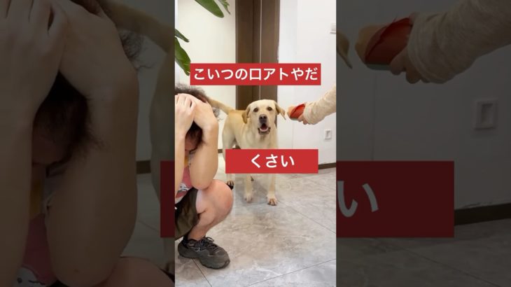 犬はバカなペットじゃないよ。Dogs is very smart animal#pets#fyp#shorts#reels#funny#dog#犬#kenshusei#japan#anjing