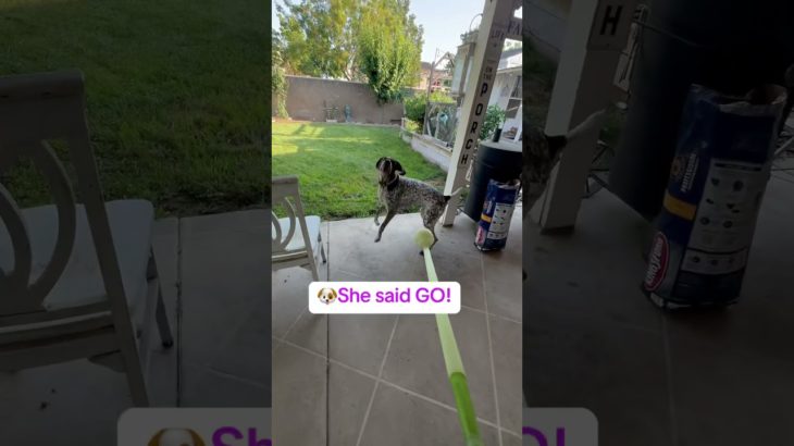 Fetch Fails & Pet Sitting Secrets: When Your Dog Judges You 😂🐾